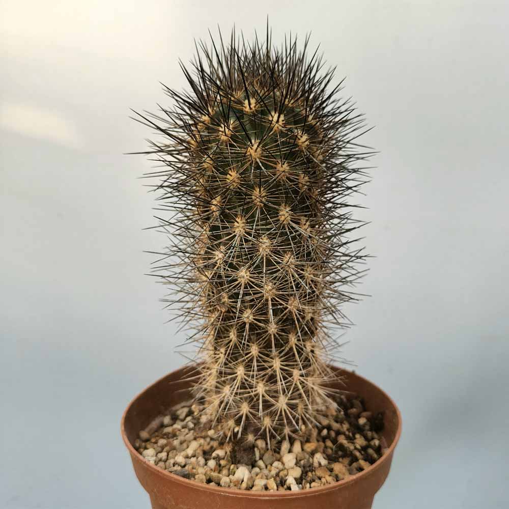 NEOPORTERIA VILLOSA pianta