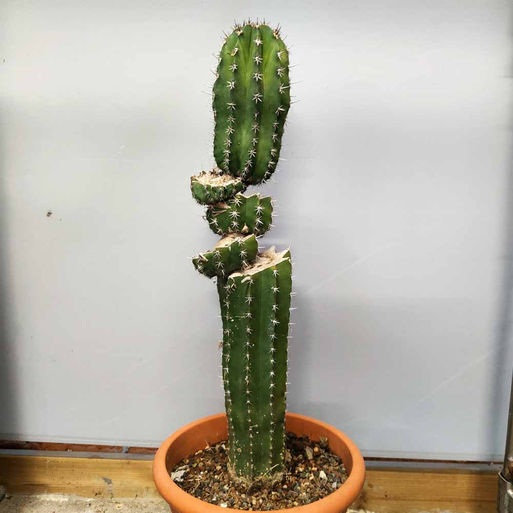 Pachycereus pecten-aboriginum scultura cactus