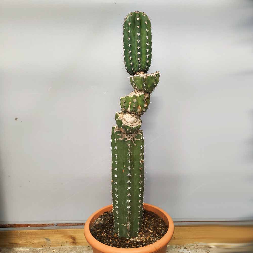 Pachycereus pecten-aboriginum scultura