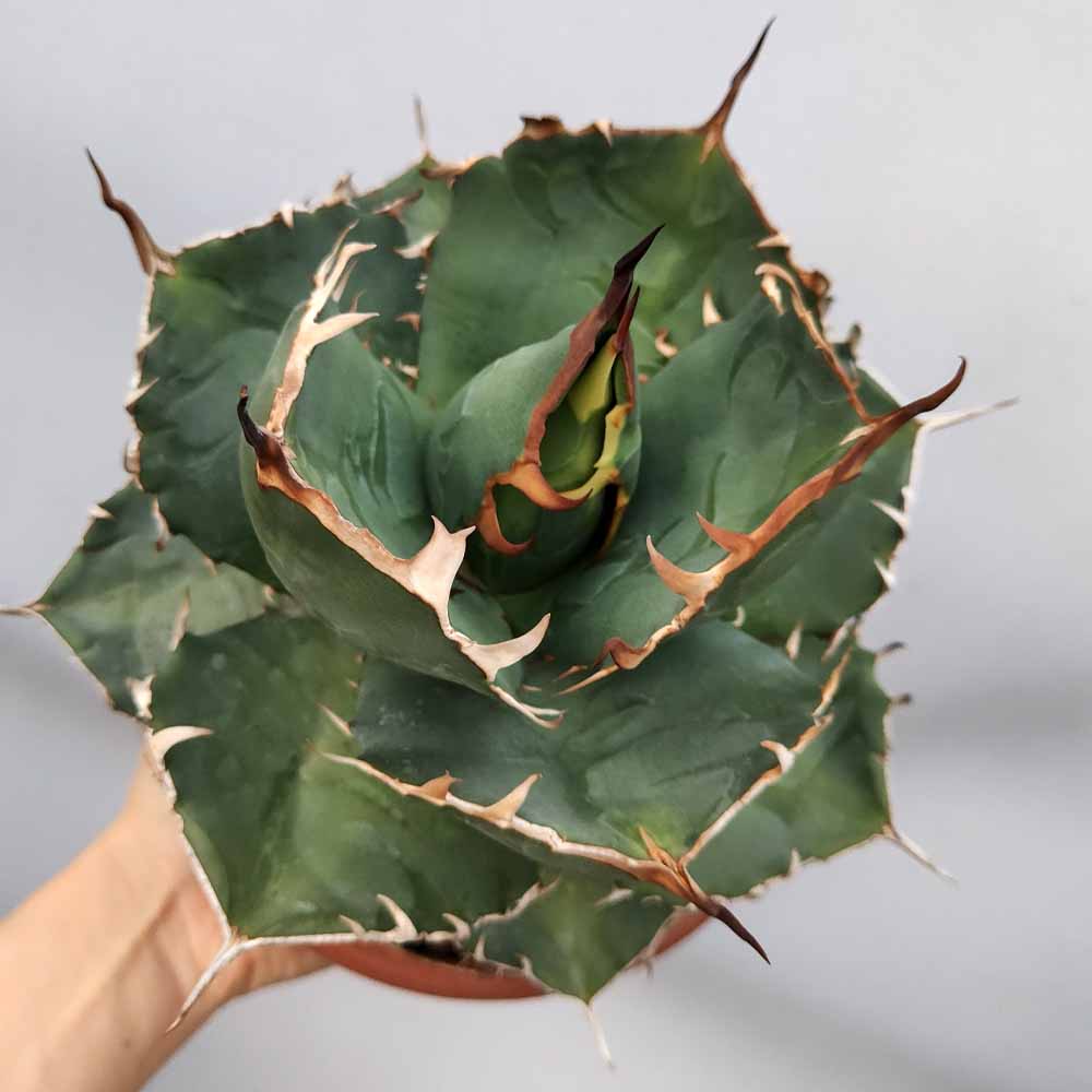 agave titanota cactus