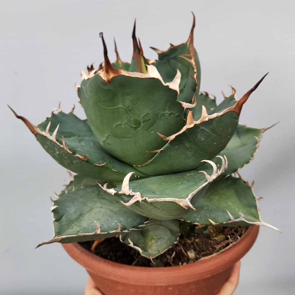agave titanota
