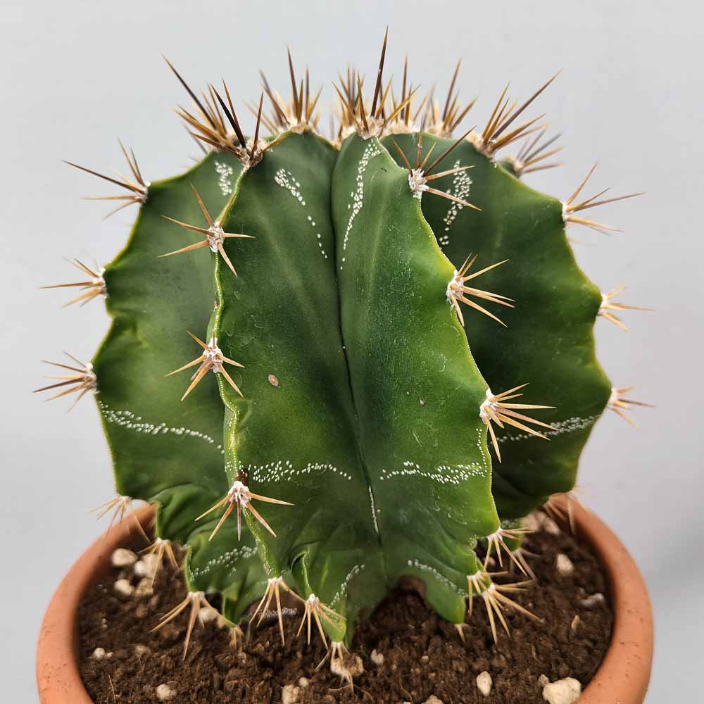 astrophytum ornatum cactus