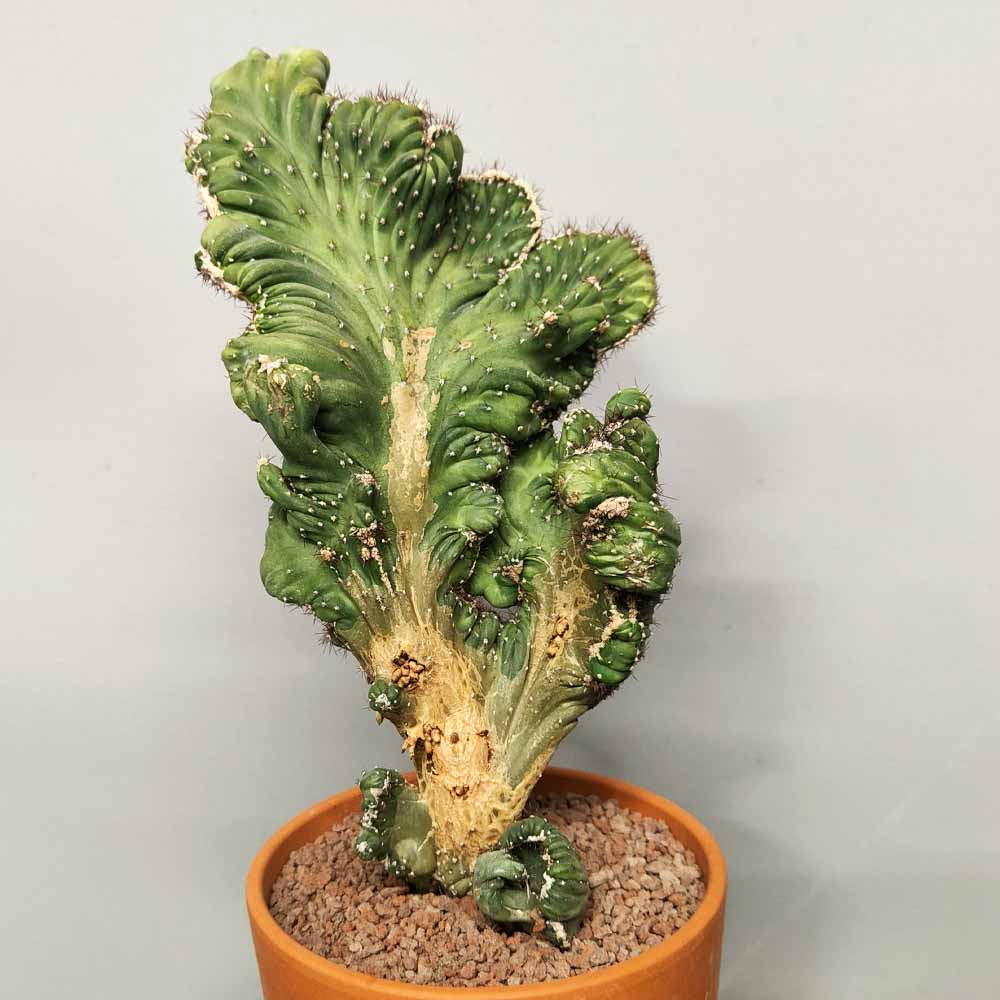 cereus coral crestato