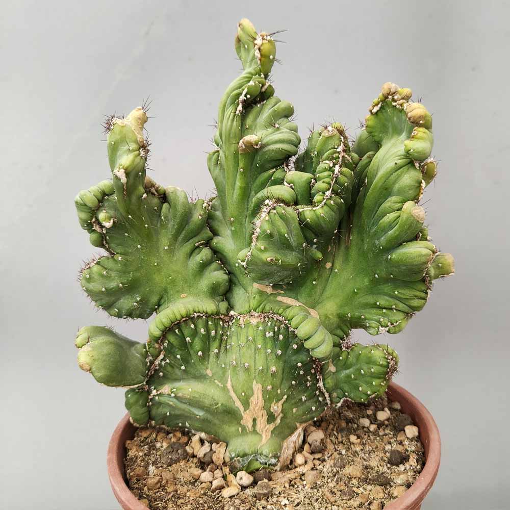 cereus coral crestato