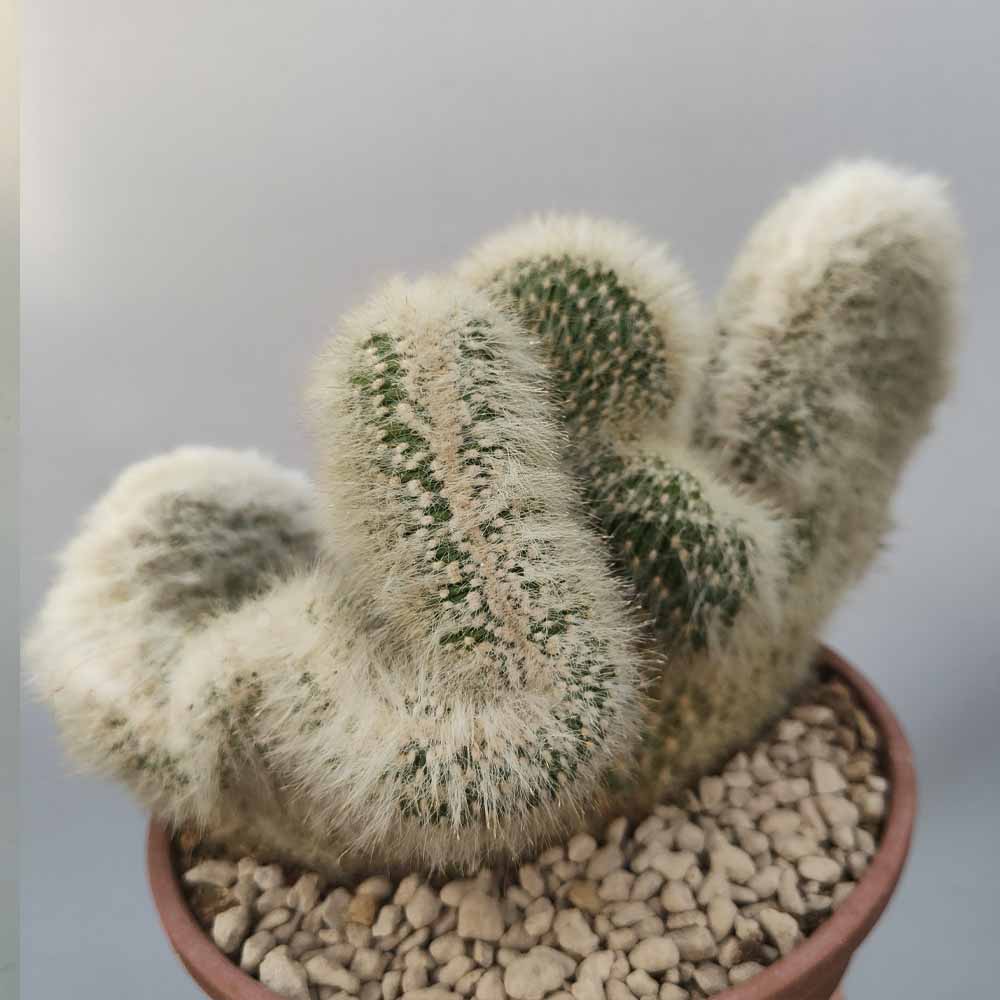 cleistocactus strausii crestato cactus