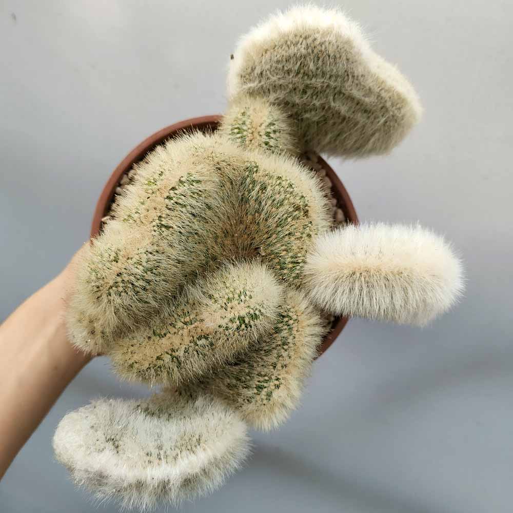 cleistocactus strausii crestato cactus
