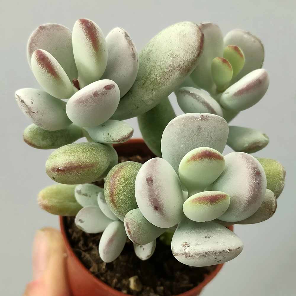 cotyledon oophylla baby