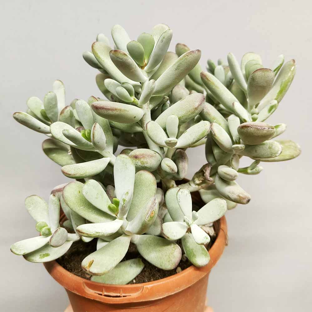 cotyledon oophylla pianta