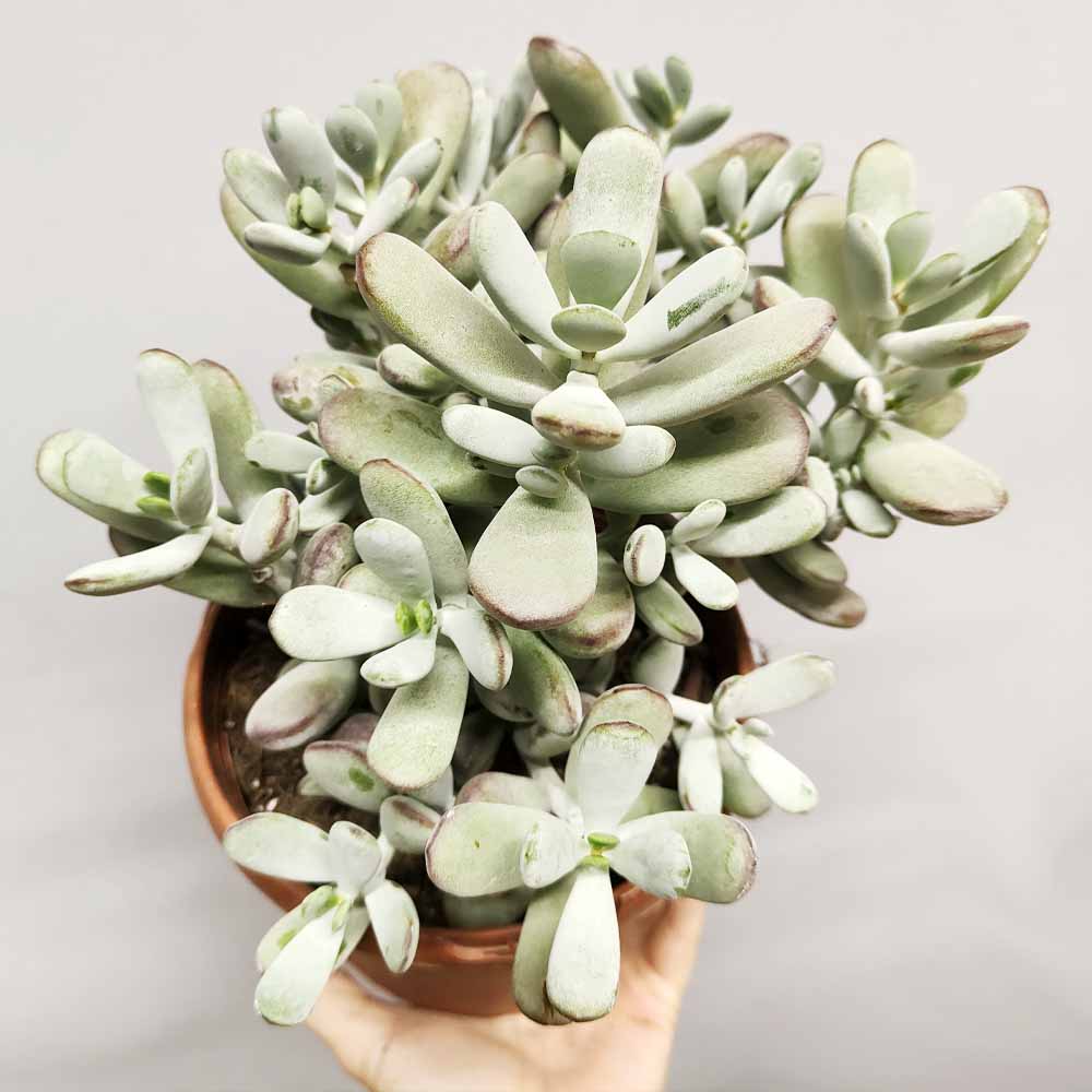 cotyledon oophylla