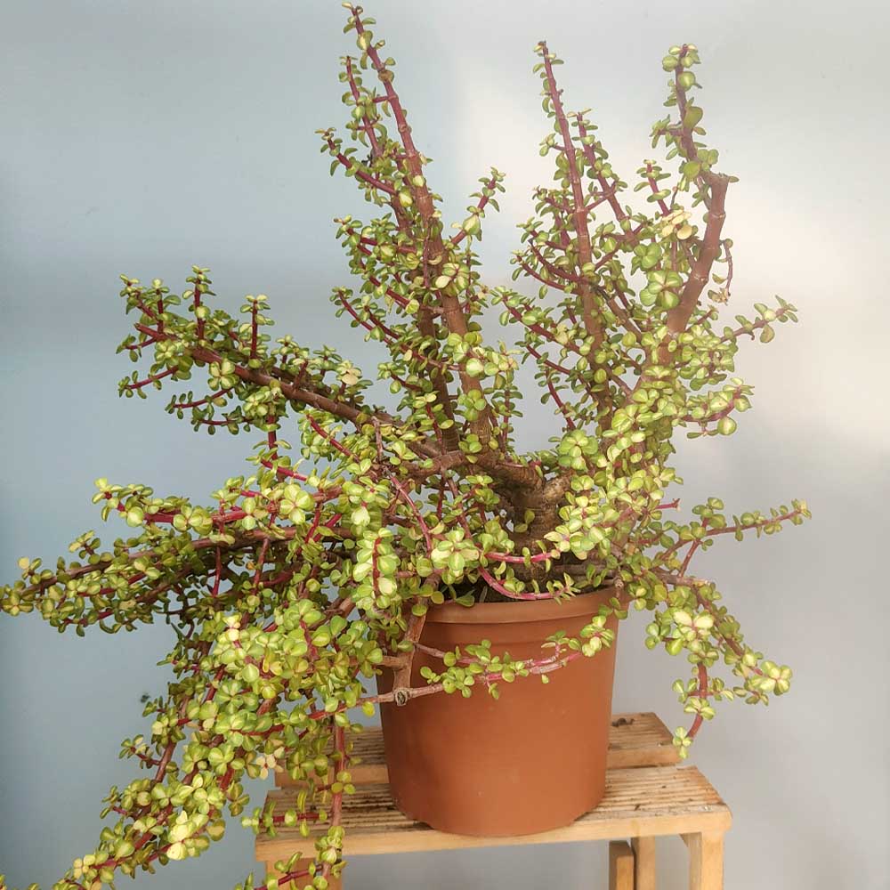 crassula portulacaria afra mediopicta