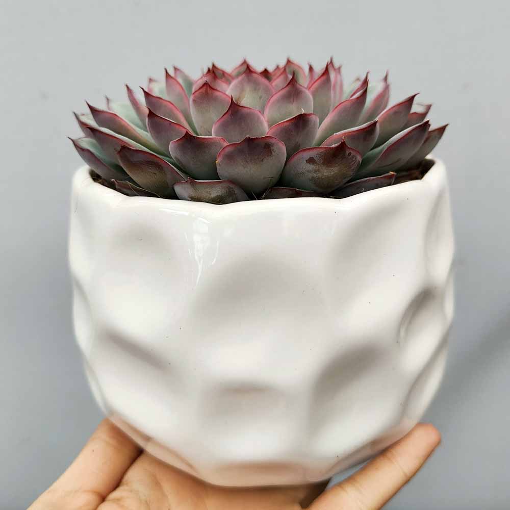 echeveria apus vaso decor