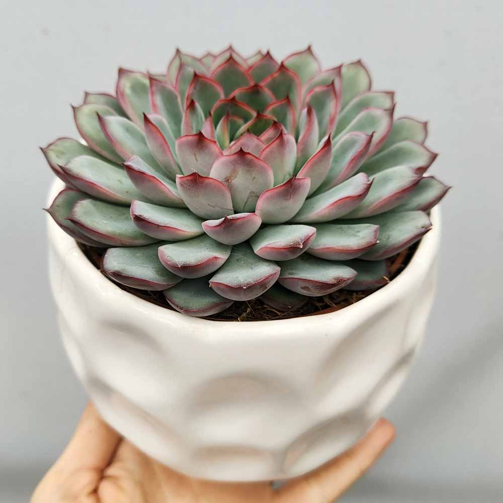 echeveria apus vaso design