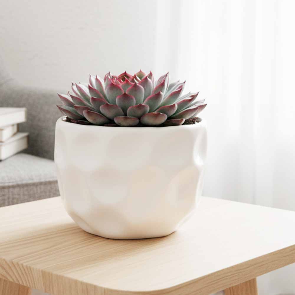 echeveria apus vaso