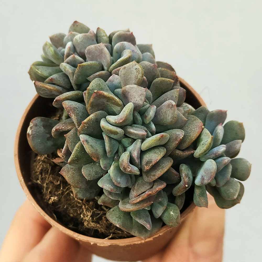 echeveria cubic frost crestata cactus