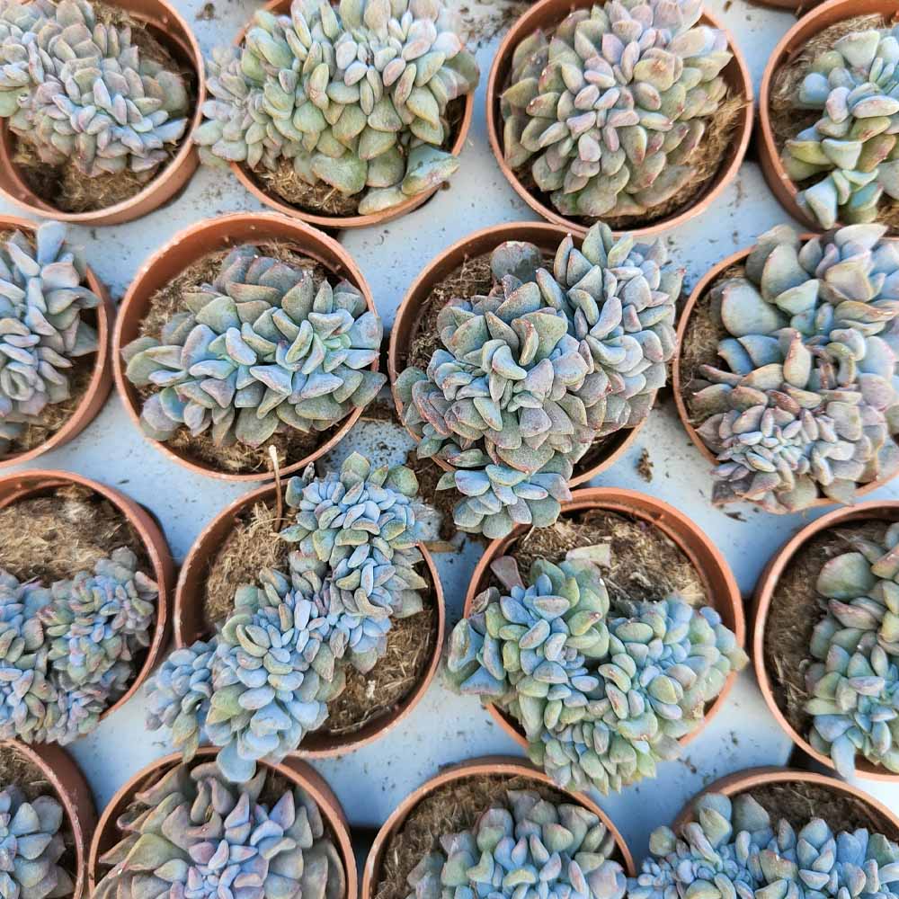 echeveria cubic frost crestata pianta
