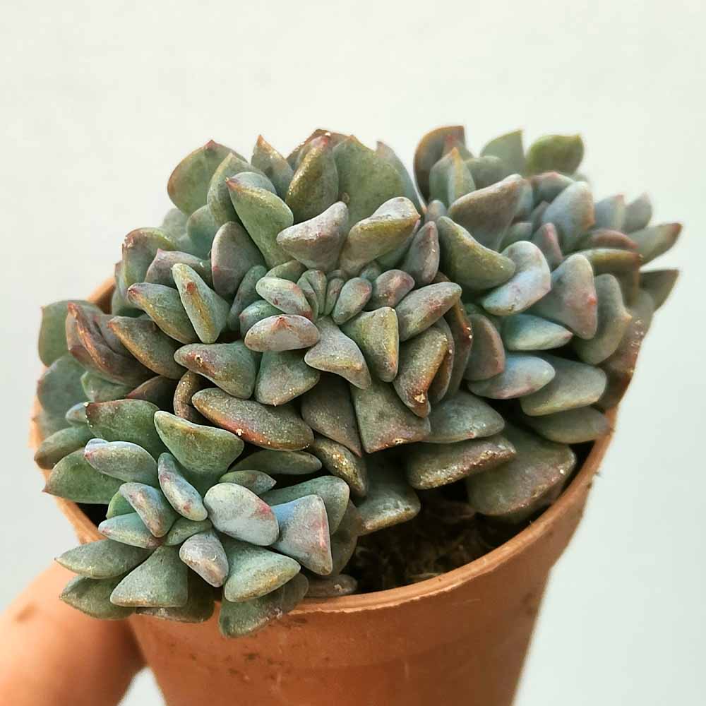 echeveria cubic frost crestata