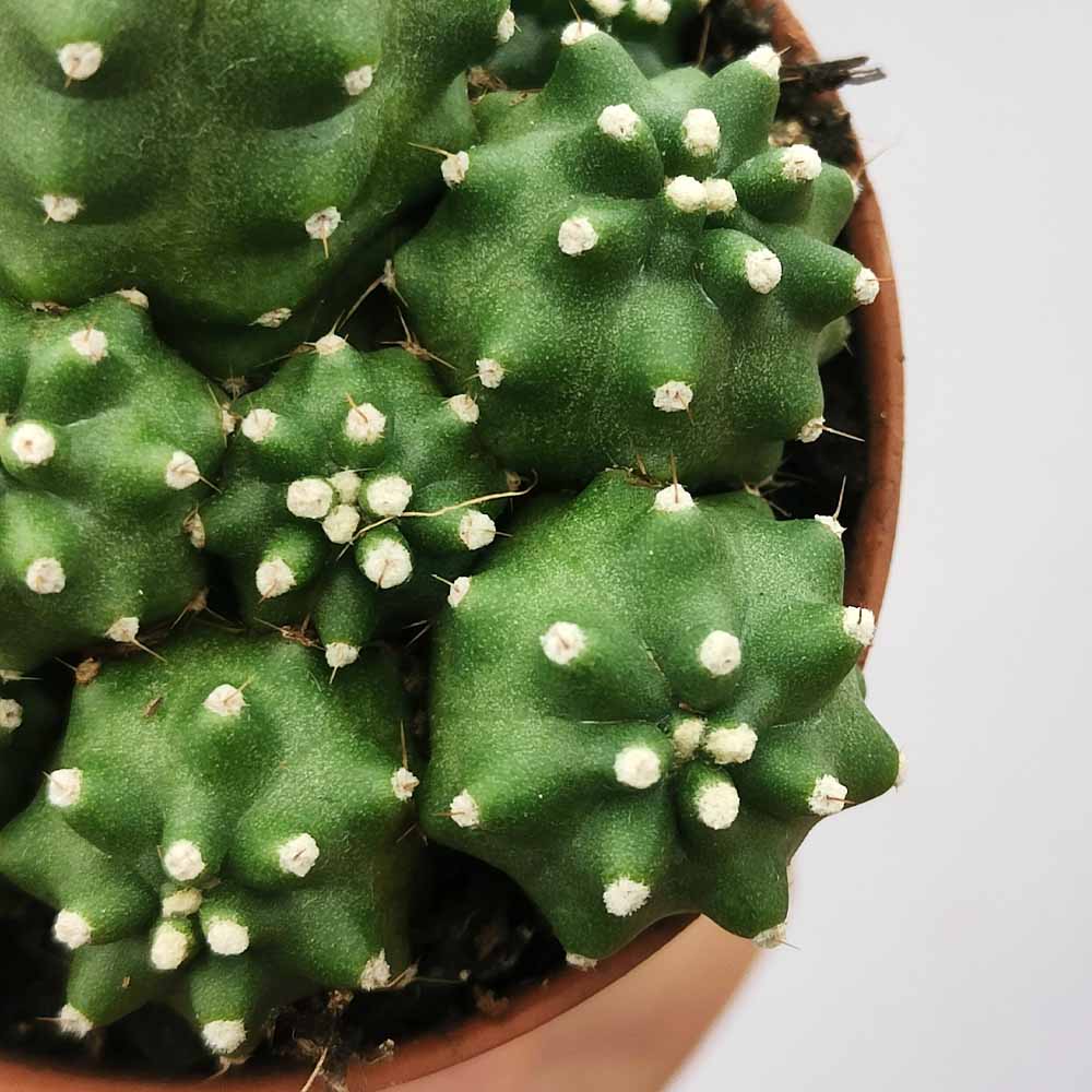 echinocereus triglochidiatus mojavensis