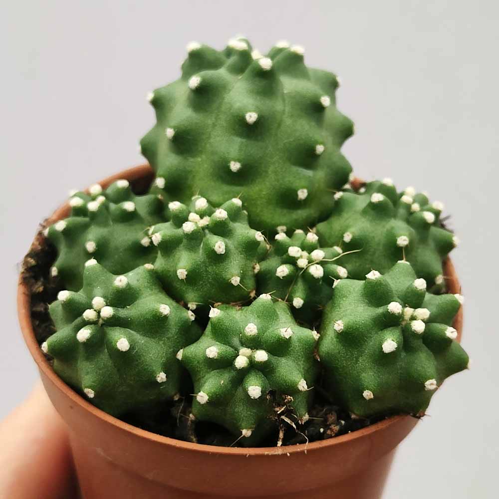 echinocereus triglochidiatus var mojavensis