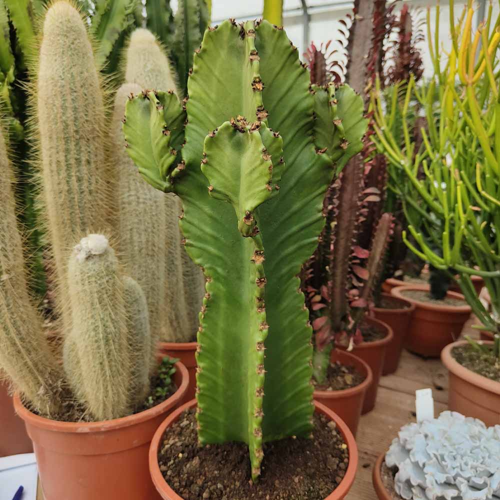 euphorbia ingens