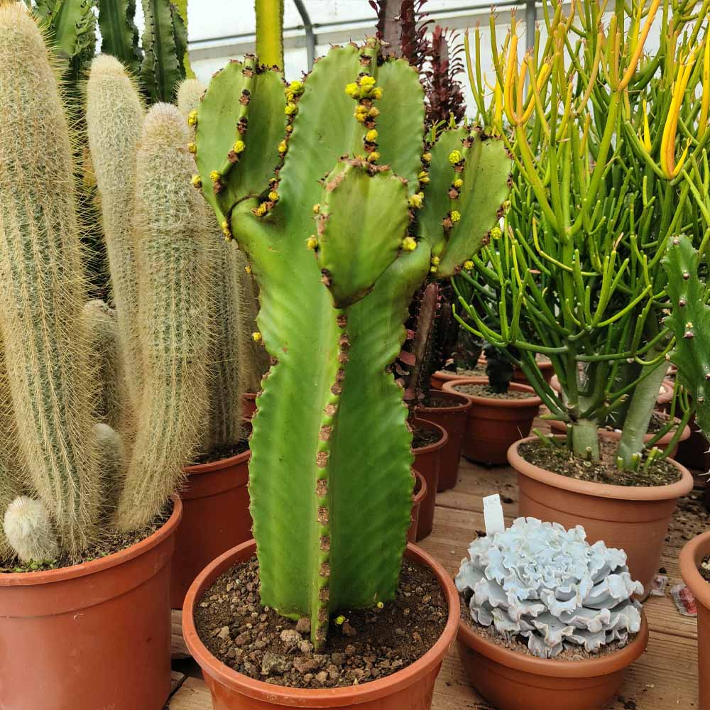 euphorbia ingens cactus