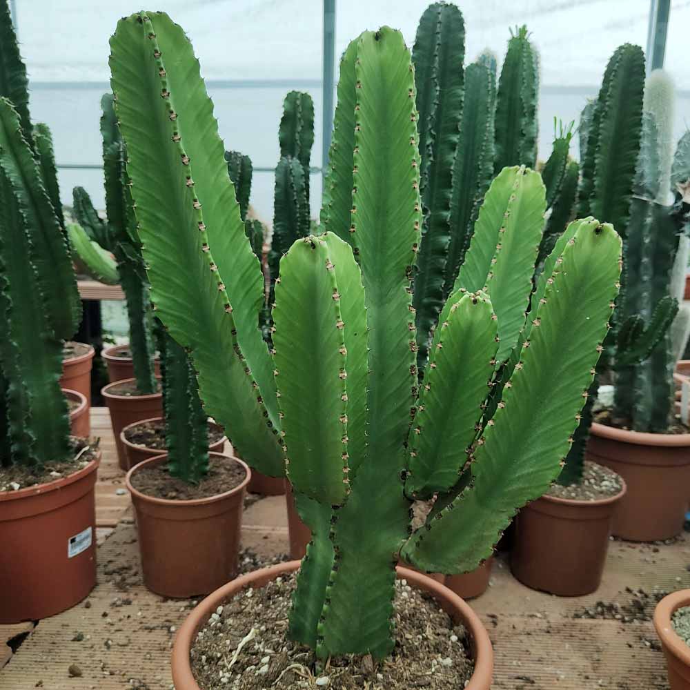 euphorbia ingens cactus