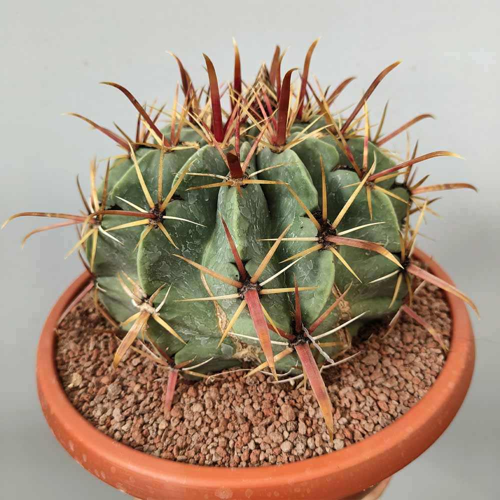 ferocactus latispinus pianta