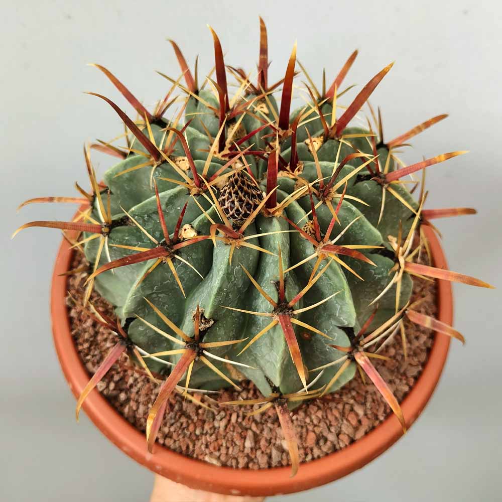 ferocactus latispinus pianta