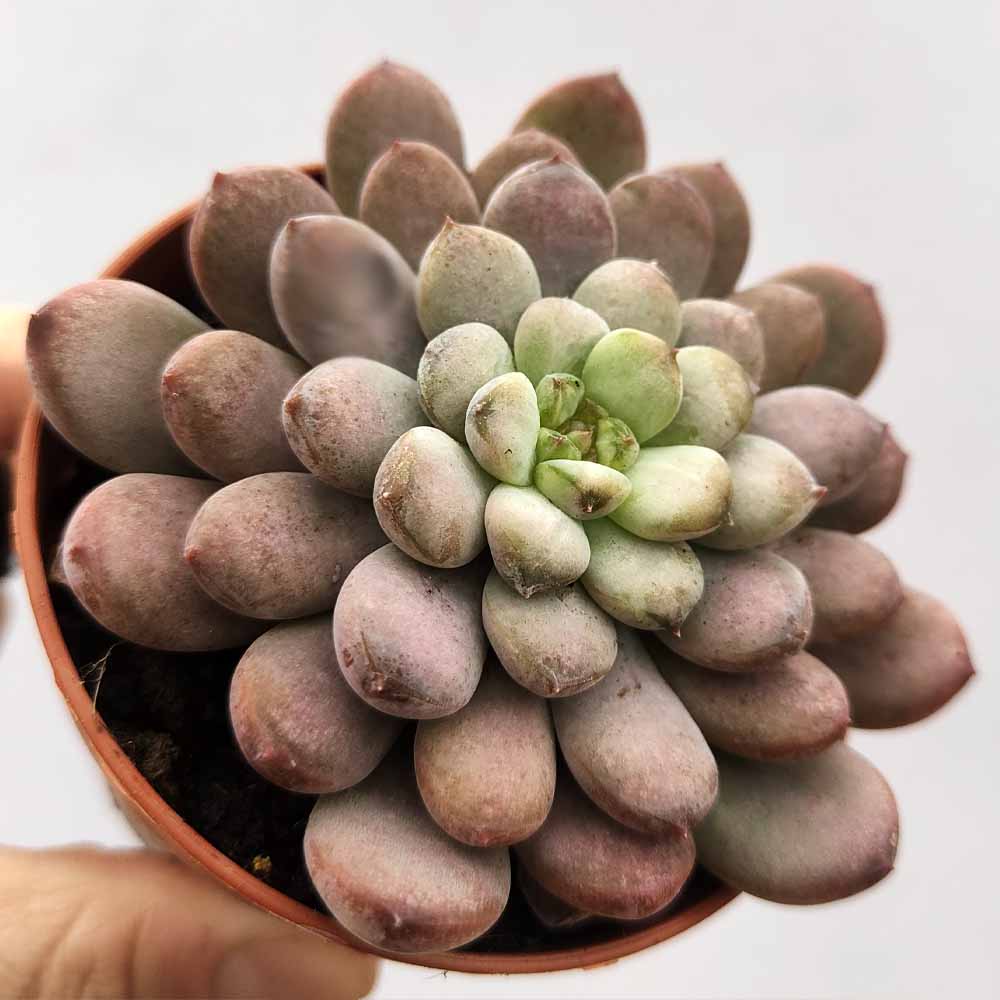 graptoveria black racook pianta