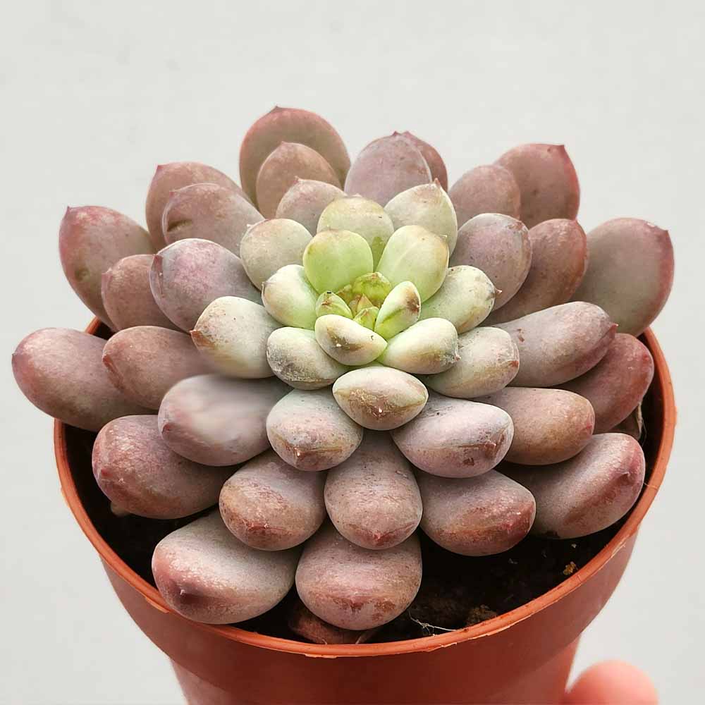 graptoveria black racook
