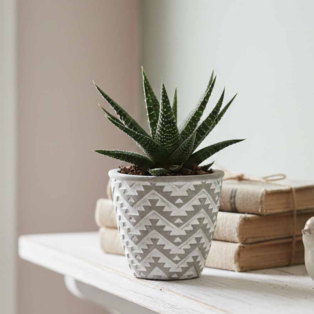 haworthia attenuata vaso cemento