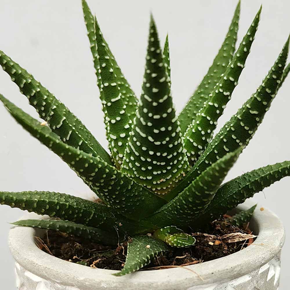 haworthia attenuata