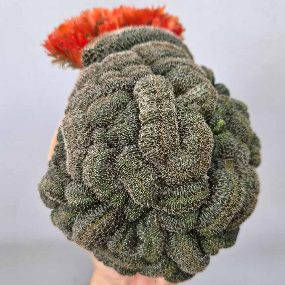 lobivia famatimensis crestata