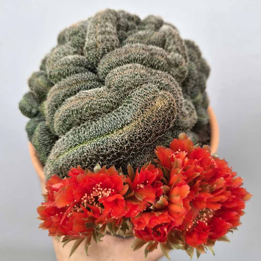 lobivia famatimensis fiore