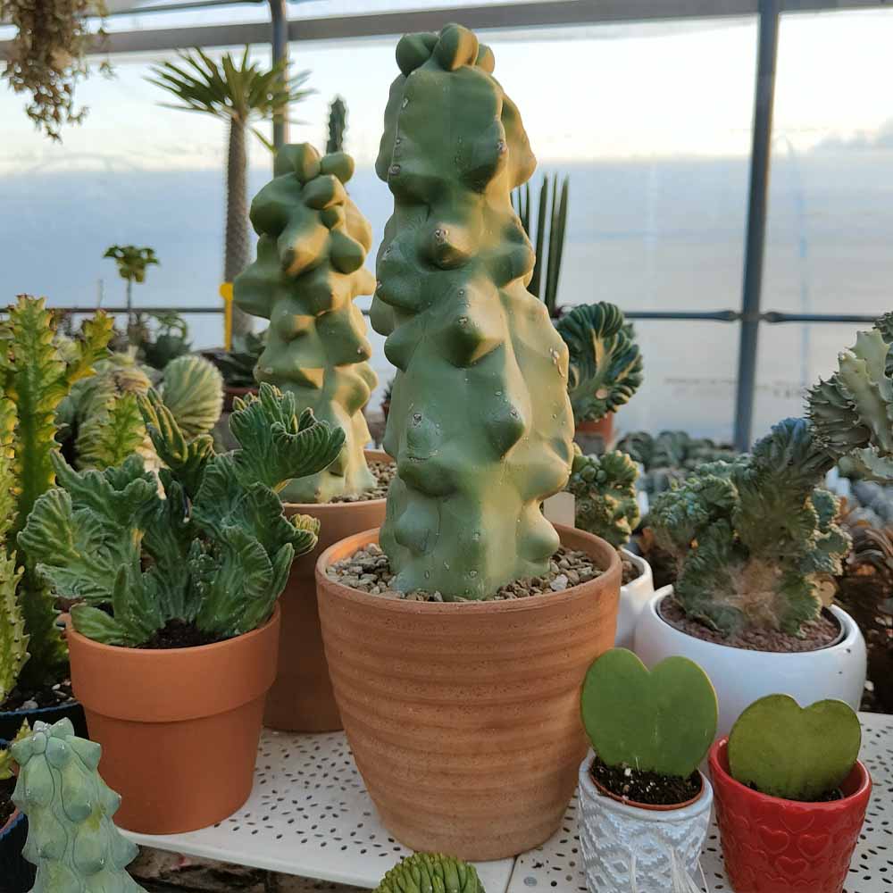 lophocereus schottii major