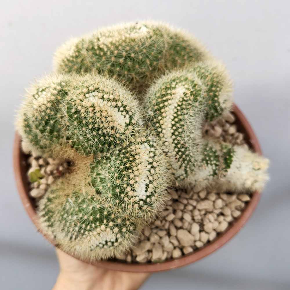 mammillaria pringlei crestata