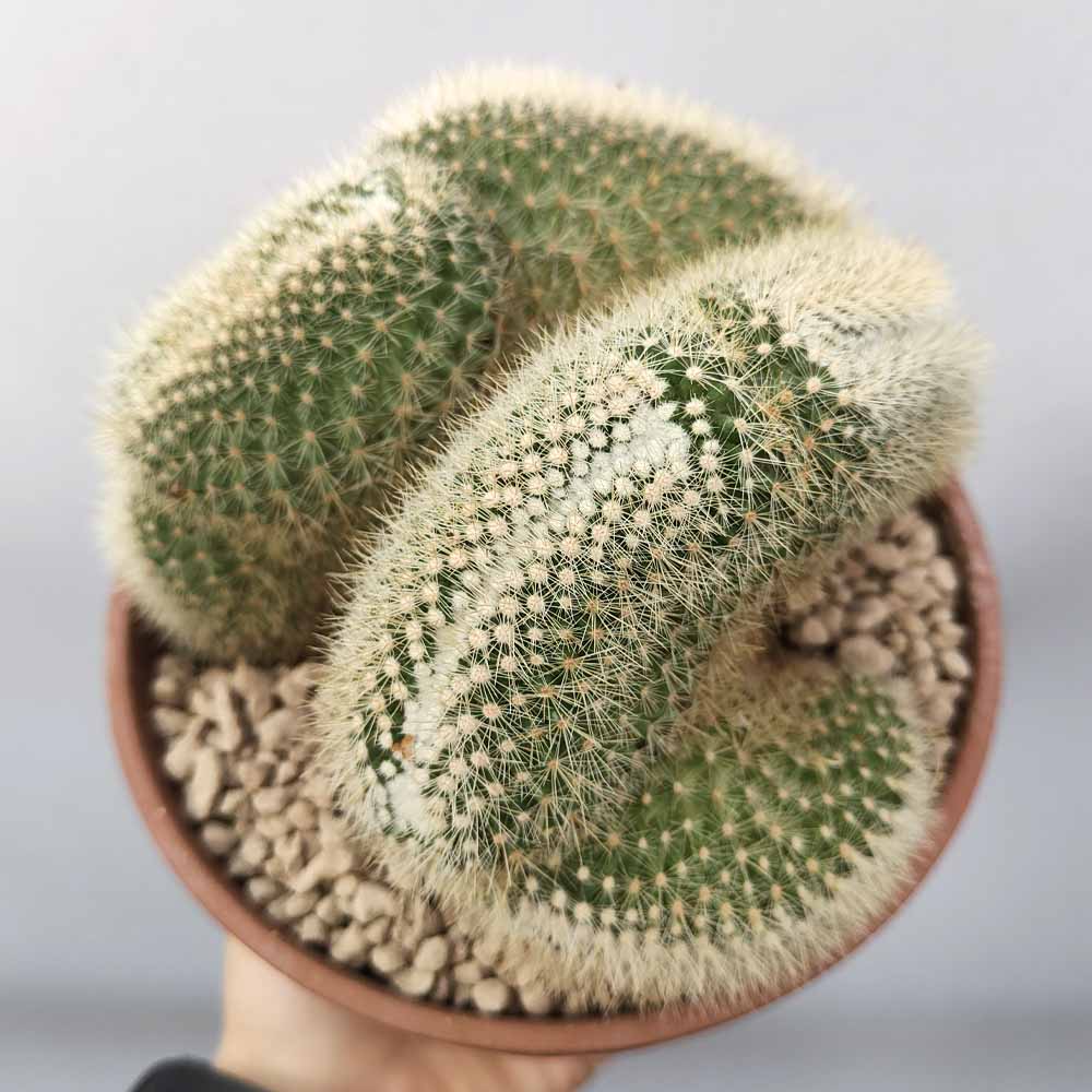 mammillaria pringlei crestata