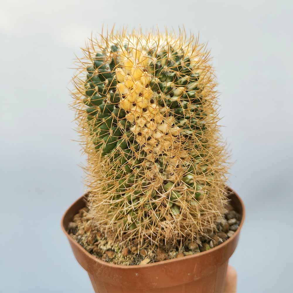 mammillaria pringlei variegata cactus