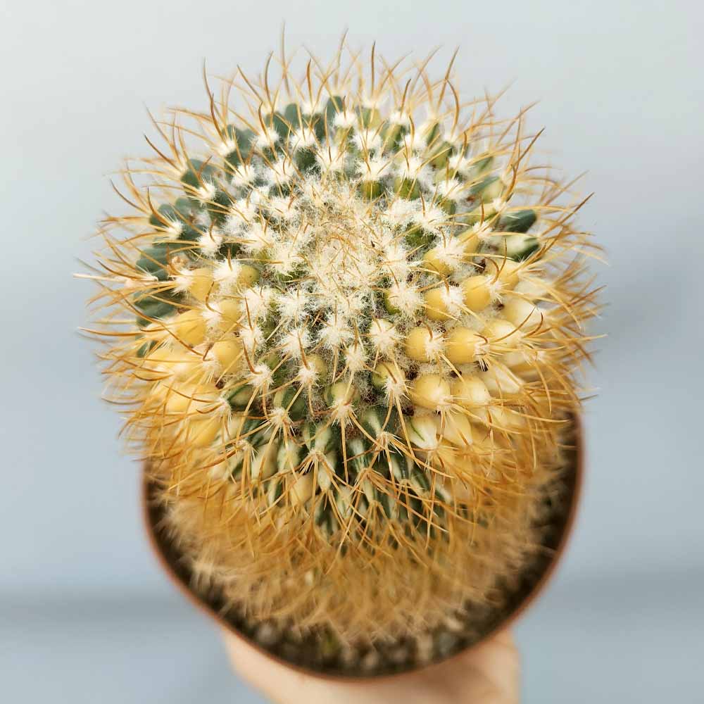 mammillaria pringlei variegata pianta