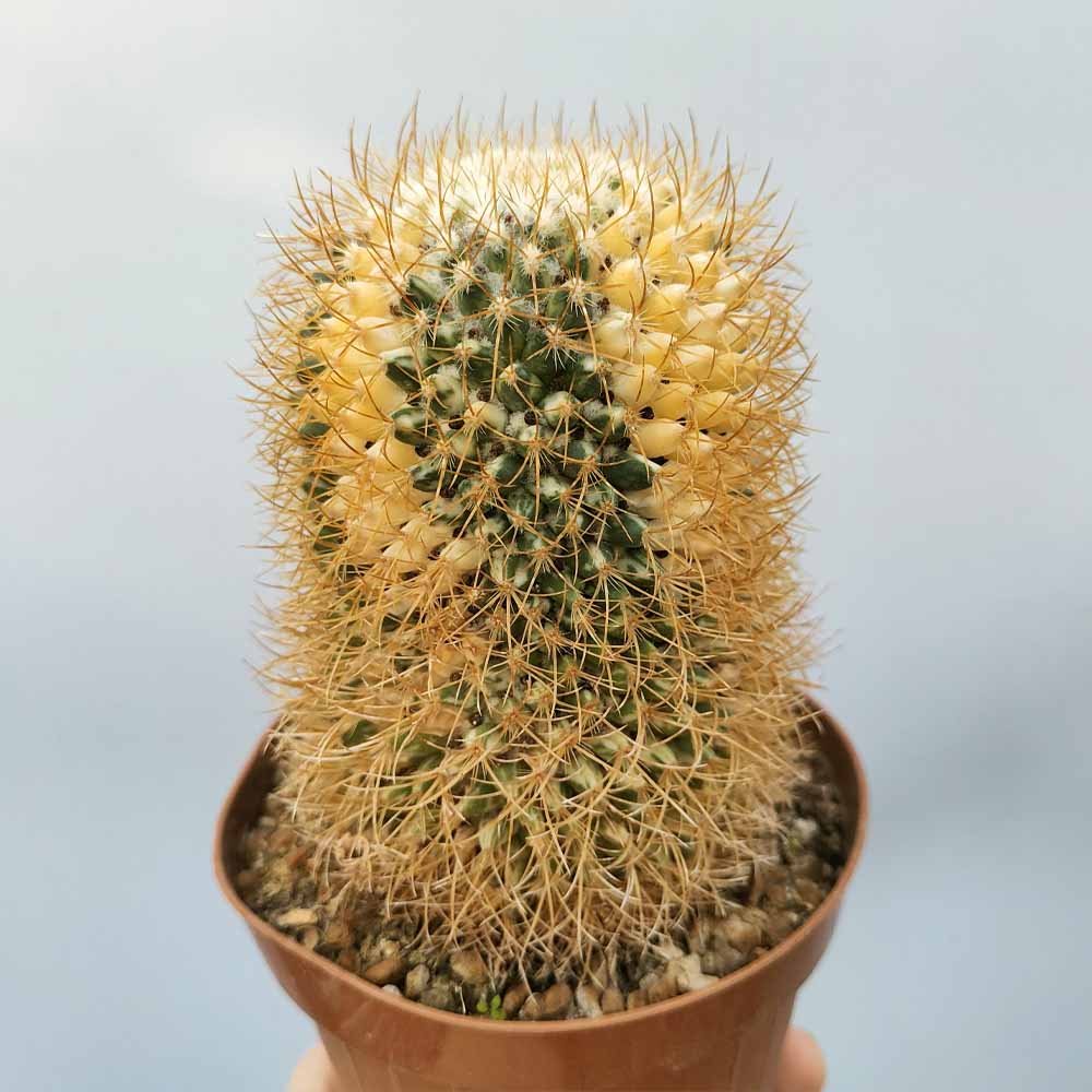 mammillaria pringlei variegata