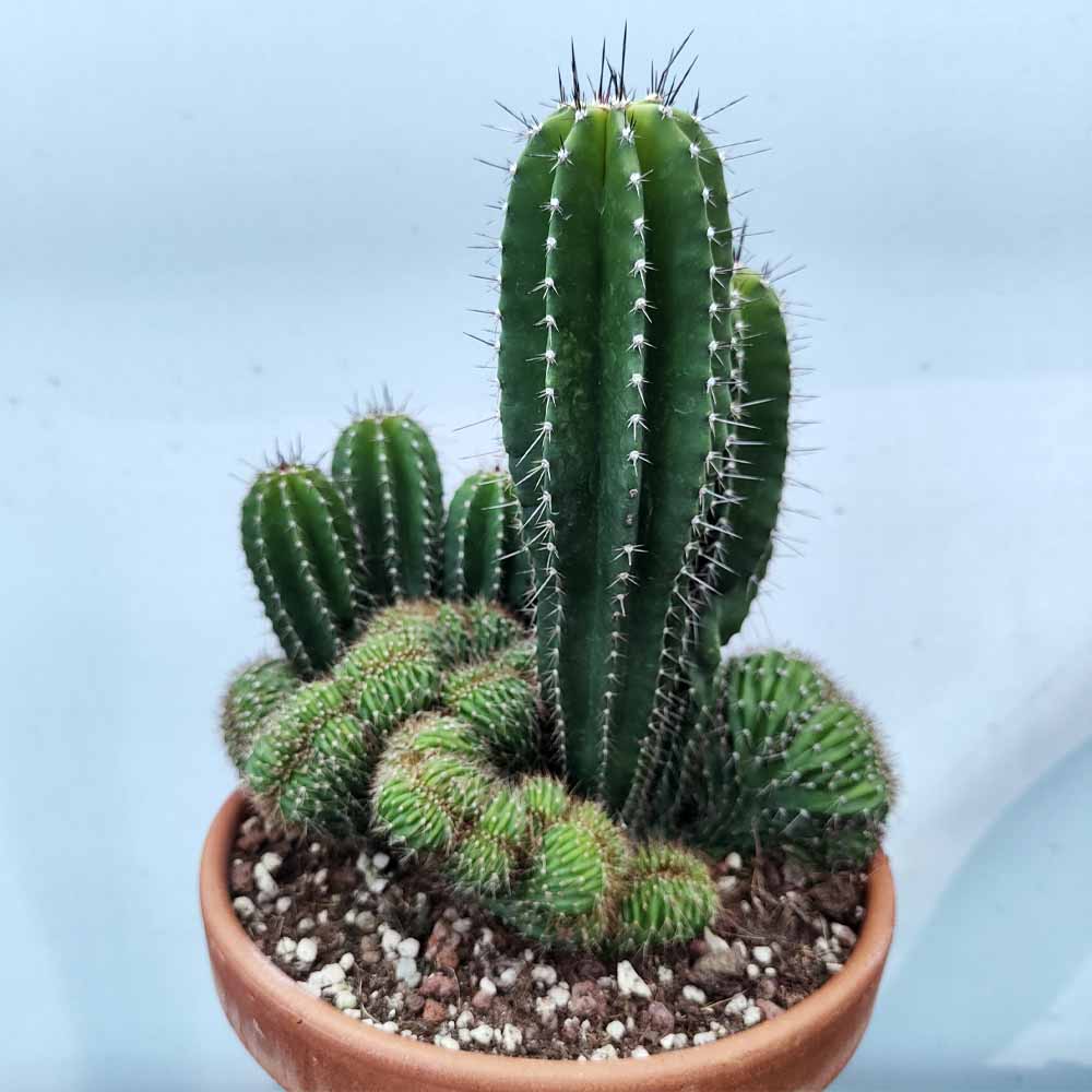neobuxbaumia polylopha crestata