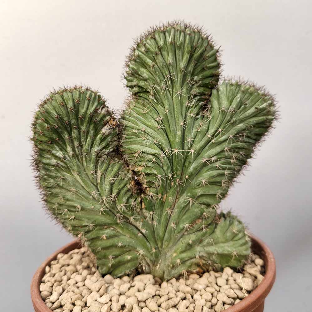 polaskia chichipe crestato