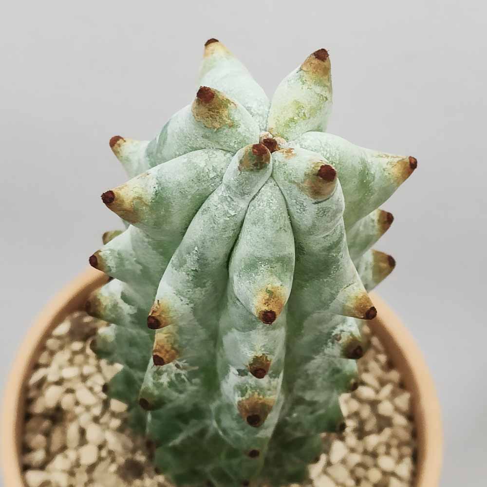 stenocereus beneckei cactus