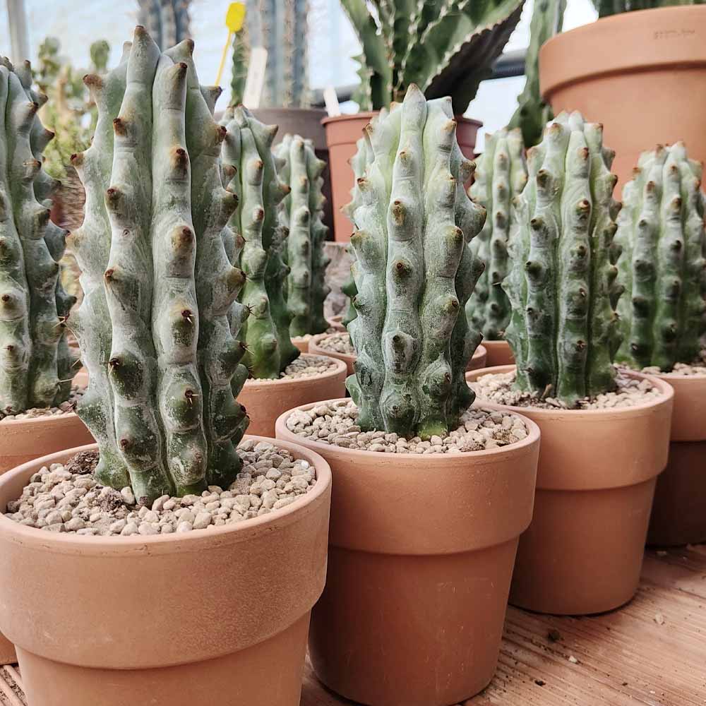stenocereus beneckei pianta