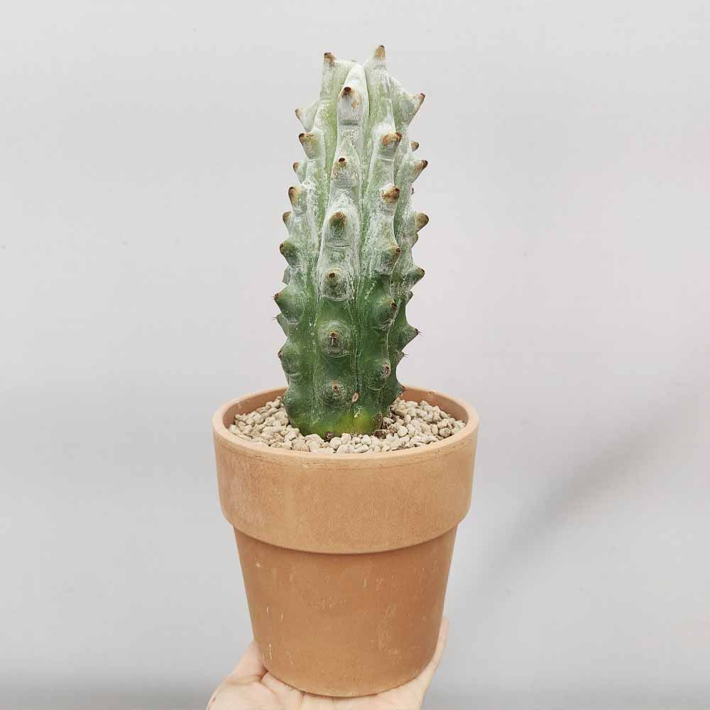 stenocereus beneckei