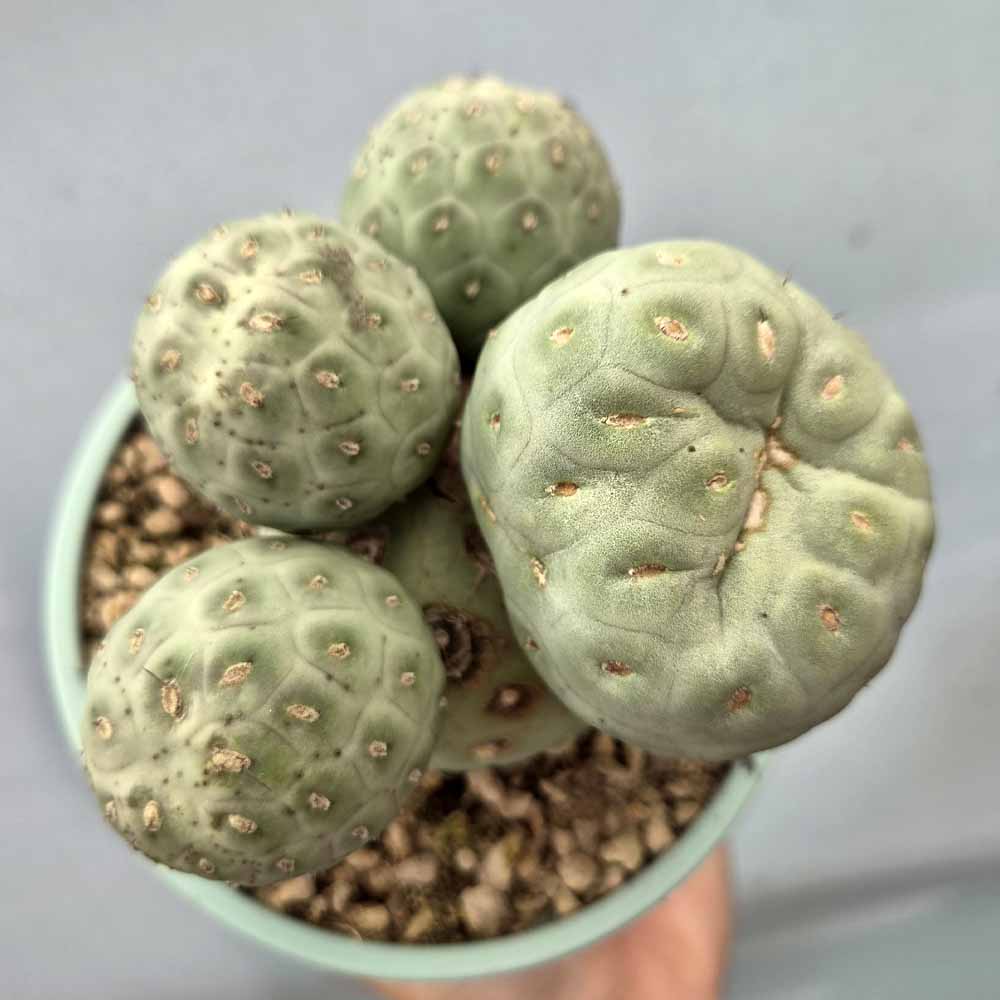 tephrocactus geometricus