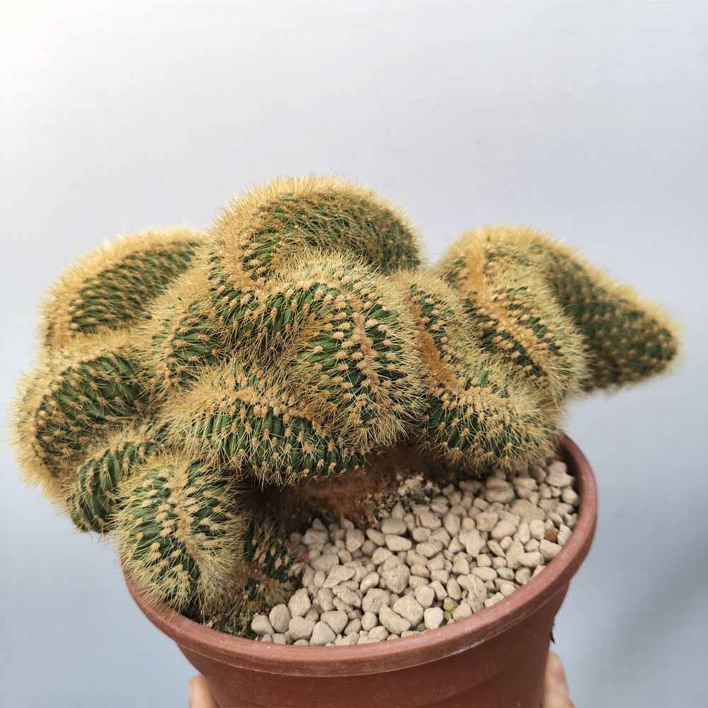 vatricania crestata cactus