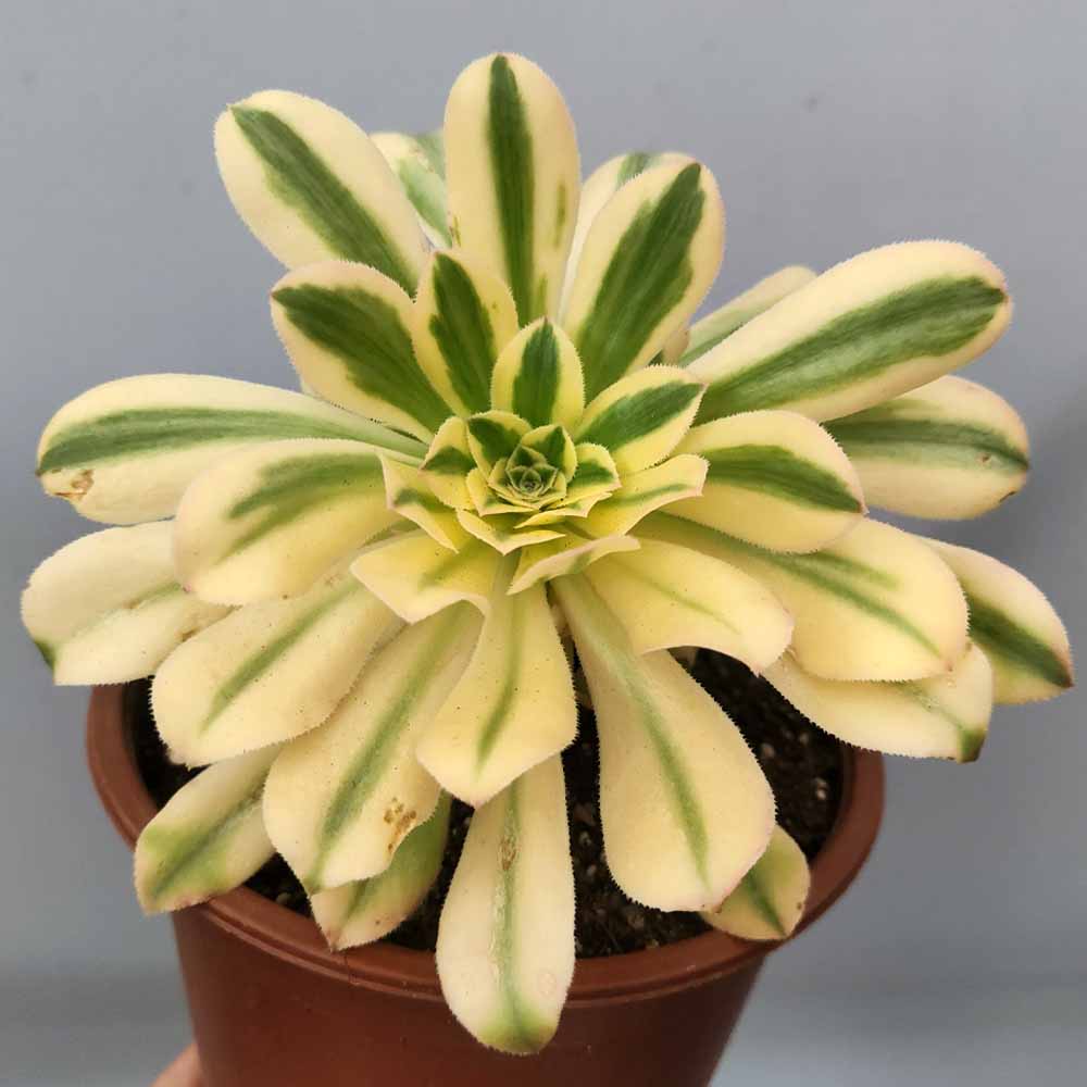 Aeonium 'Albovariegatum' succulente