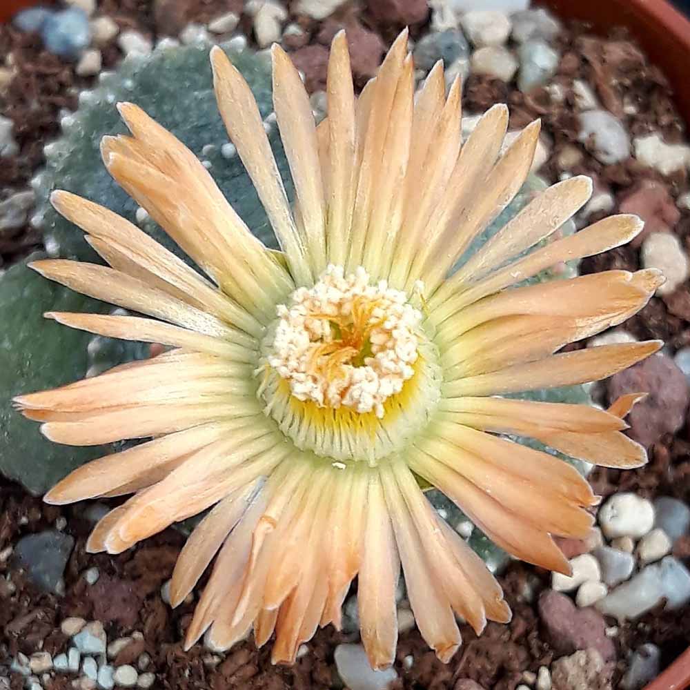 Aloinopsis malherbei fiore