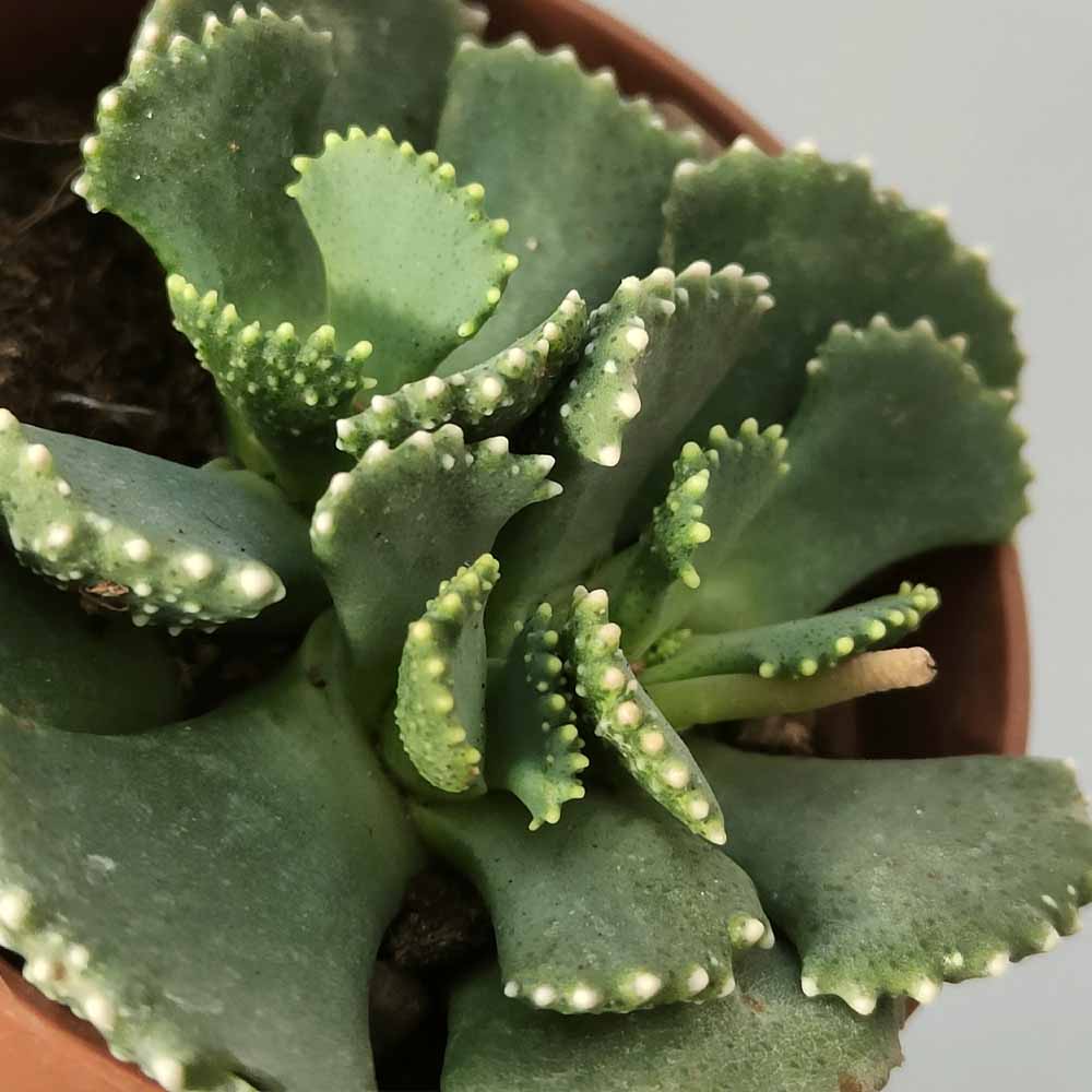 Aloinopsis malherbei pianta