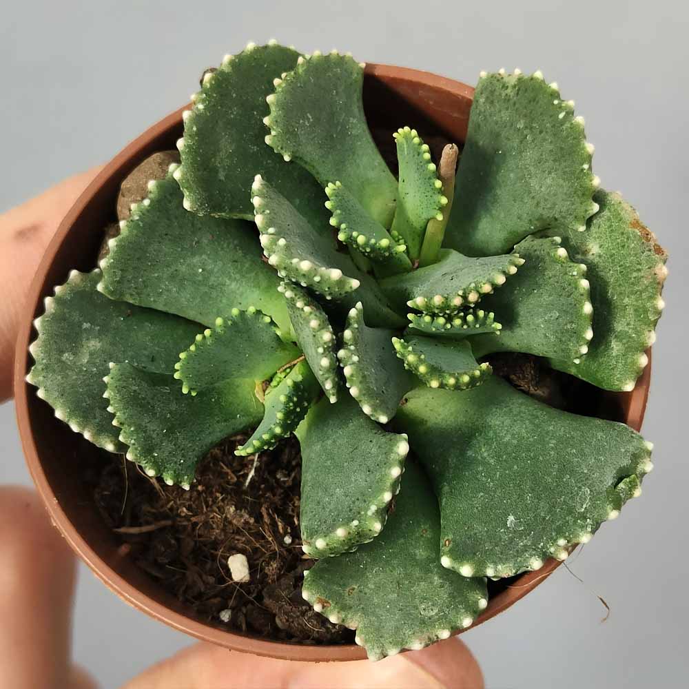 Aloinopsis malherbei